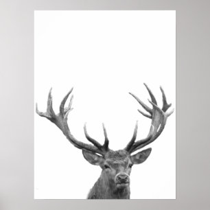 Hjort Kronhjort Svart Vitt Fotoaffisch Poster