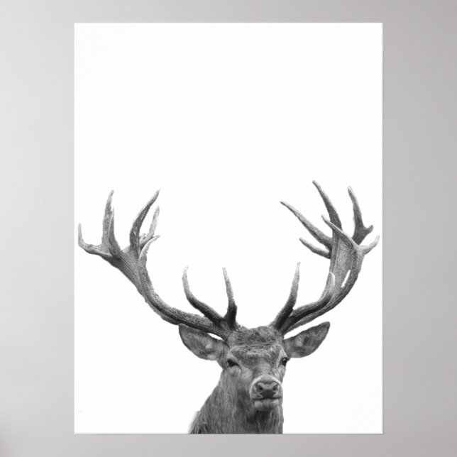 Hjort Kronhjort Svart Vitt Fotoaffisch Poster (Framsidan)