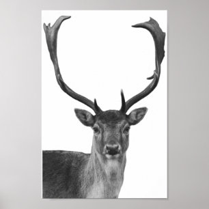 Hjort Kronhjort Svart Vitt Stilhäfte Poster