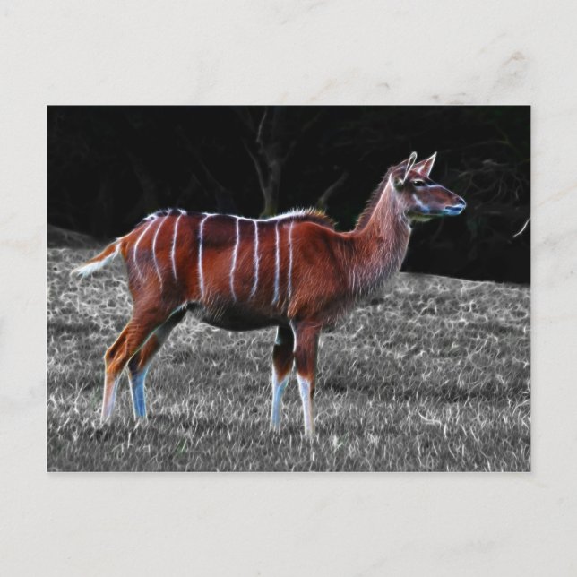 Hjort Kudu Vykort (Framsida)