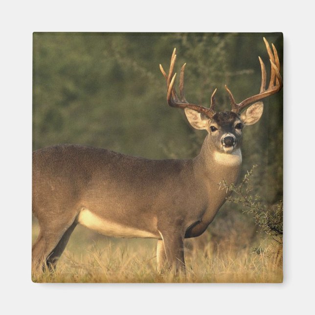 hjort magnet (Framsidan)