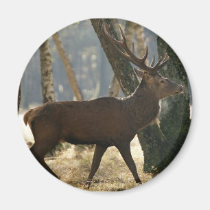 hjort magnet