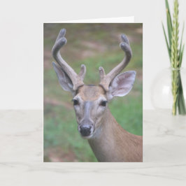 Hjort med Antlers Card Kort