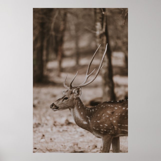 HJORT MED ANTLERS POSTER (Framsidan)