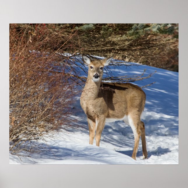 Hjort med Snö och pensel Poster (Framsidan)