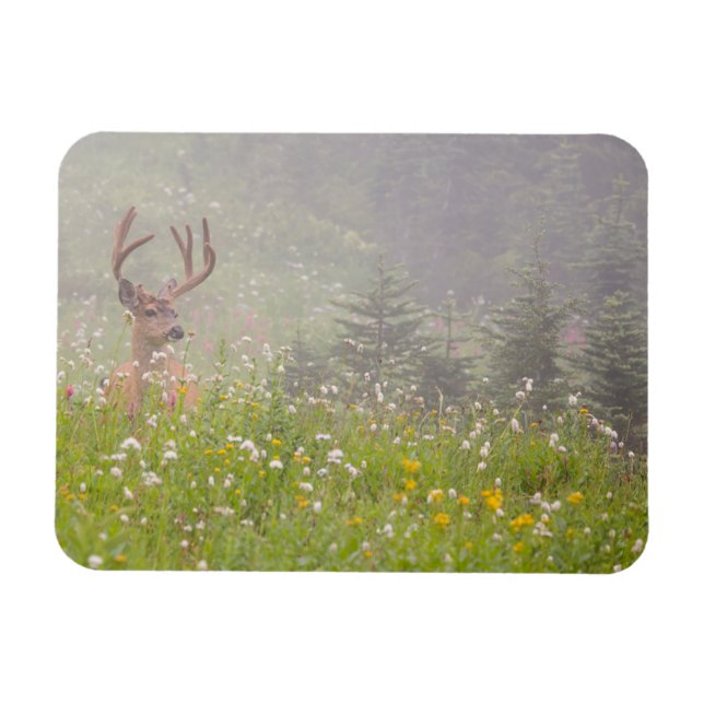 Hjort | Mount Rainier National Park Magnet (Horisontell)