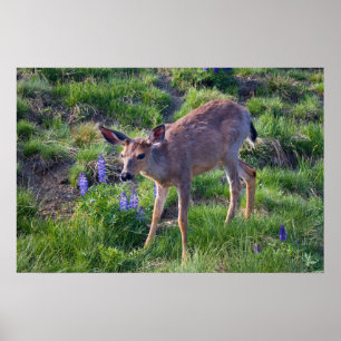 Hjort och Lupine-utskrift Poster