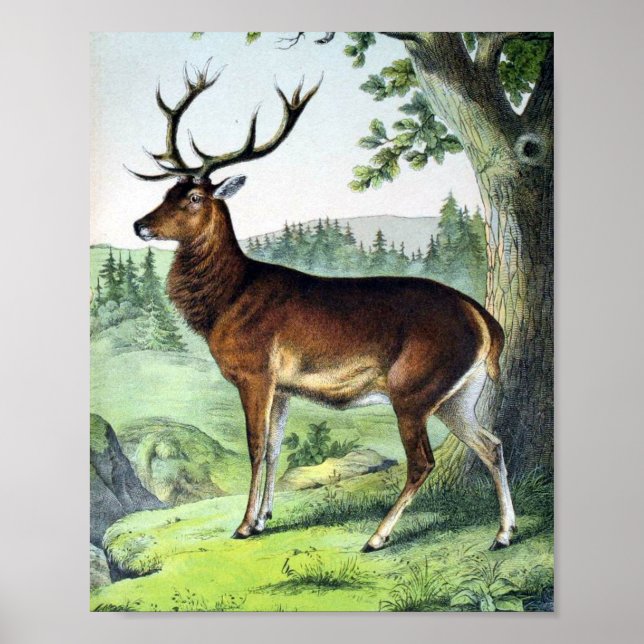 Hjort och renar poster (Framsidan)