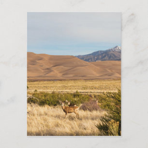 Hjort om Plains Underbar Colorado Sand Dunes Vykort