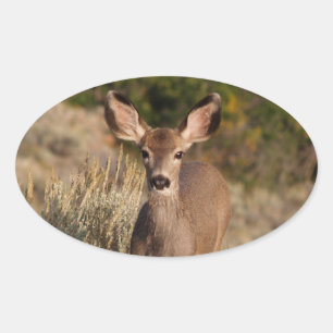 Hjort Oval Sticker Ovalt Klistermärke