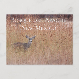 Hjort på vykortet Meadow, Bosque del Apache Vykort