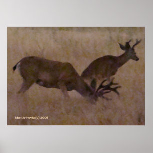 Hjort par i torrgräs poster