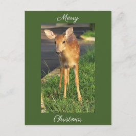 Hjort Photo jul-vykort Vykort