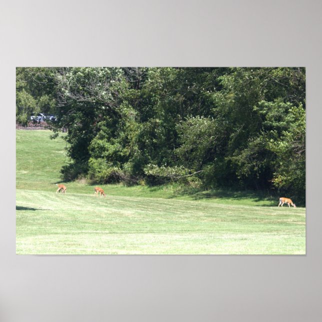 Hjort Photo Poster (Framsidan)