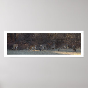 Hjort Photo Poster