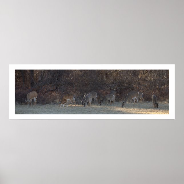 Hjort Photo Poster (Framsidan)