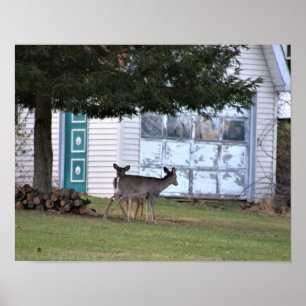 Hjort Photo Poster
