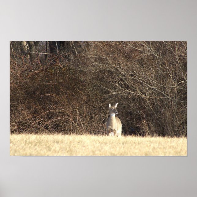Hjort Photo Poster (Framsidan)