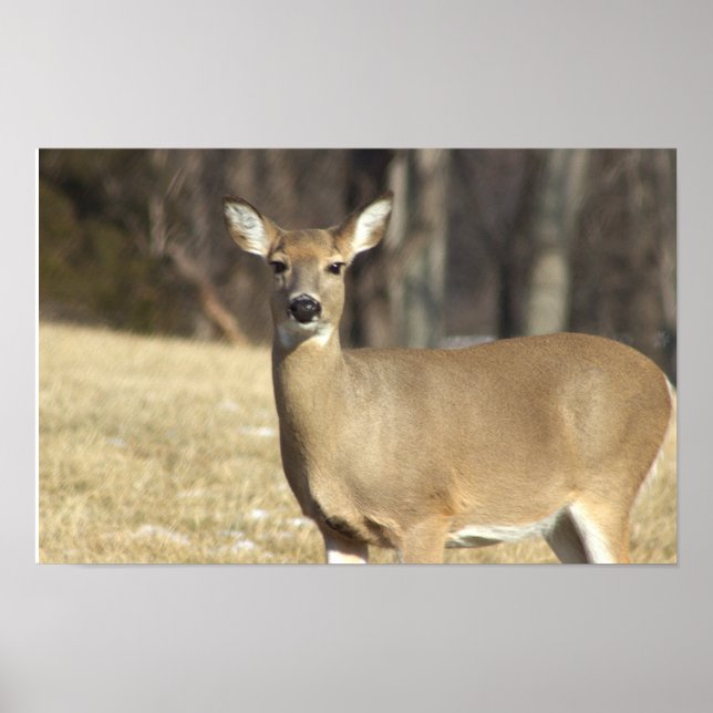 Hjort Photo Poster (Framsidan)
