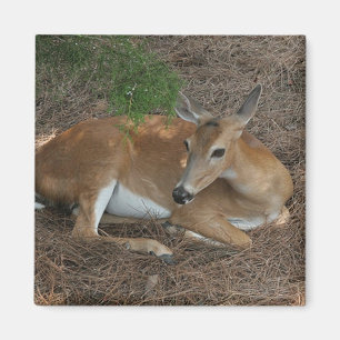 Hjort Photo Square Magnet