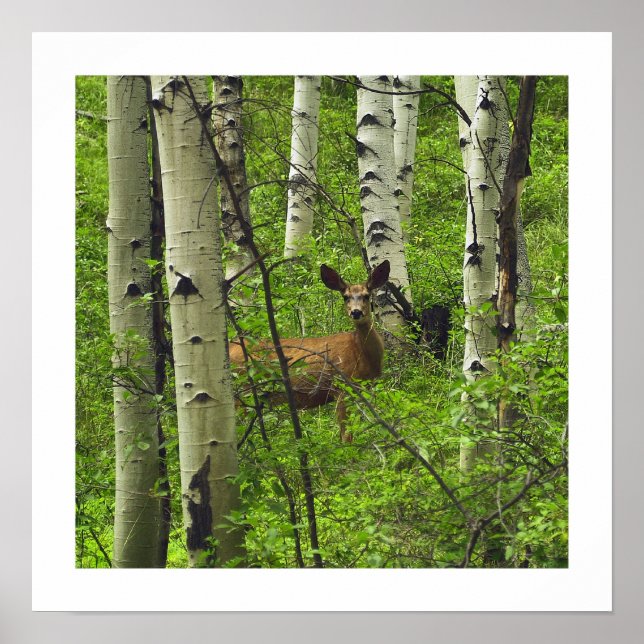 Hjort Poster (Framsidan)