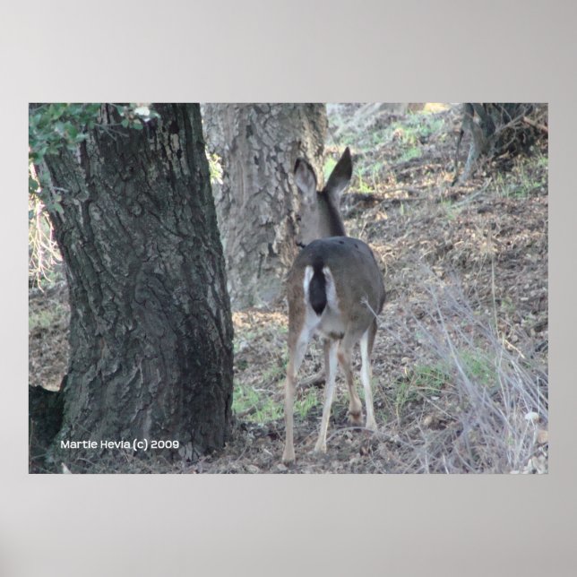 Hjort Poster (Framsidan)