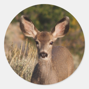 Hjort Round Sticker Runt Klistermärke