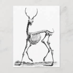 Hjort Skeleton-vykort Vykort