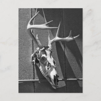 Hjort Skull och Antlers i Black and White Vykort