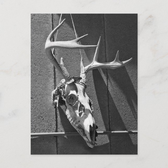 Hjort Skull och Antlers i Black and White Vykort (Framsida)