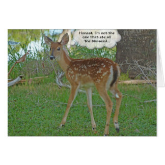 Hjort som funderar på fågelfrön OBS kort