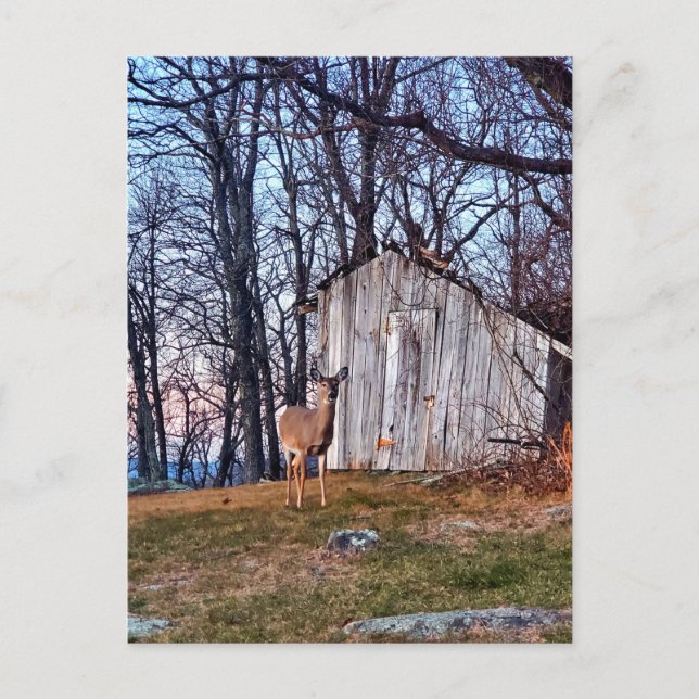 Hjort stående nära en Shed Vykort (Framsida)