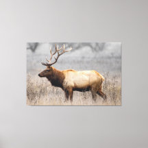 Hjort Stag Animals Wildlife Nature Buck