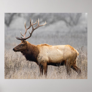 Hjort Stag Animals Wildlife Nature Buck Poster