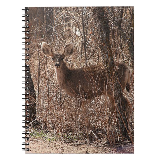 Hjort Stare Anteckningsbok (Framsidan)