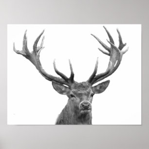 Hjort Svart Vitt Stuga Stil Modern Plakat Poster