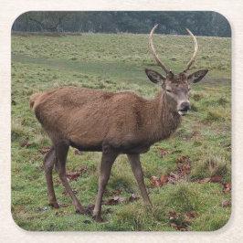 Hjort Underlägg Papper Kvadrat