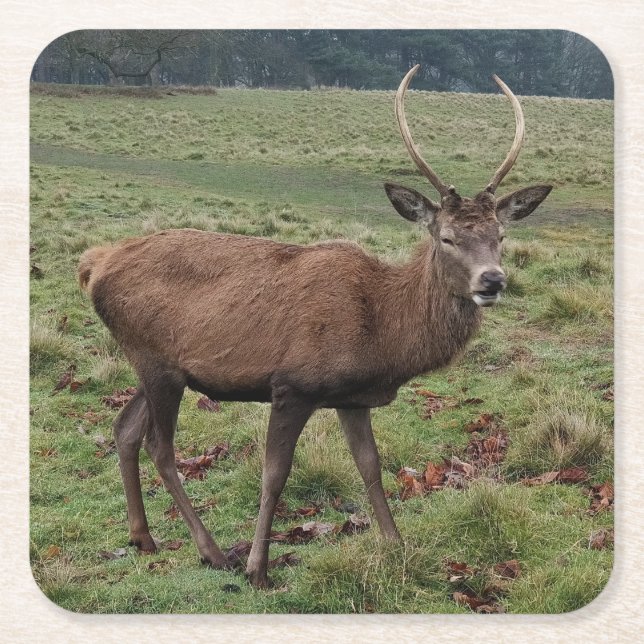 Hjort Underlägg Papper Kvadrat (Framsidan)