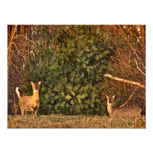 Hjort vid Sunrise Fototryck (Framsidan)