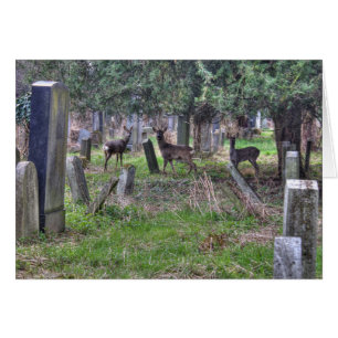 Hjort vid Zentralfriedhof Hälsningskort