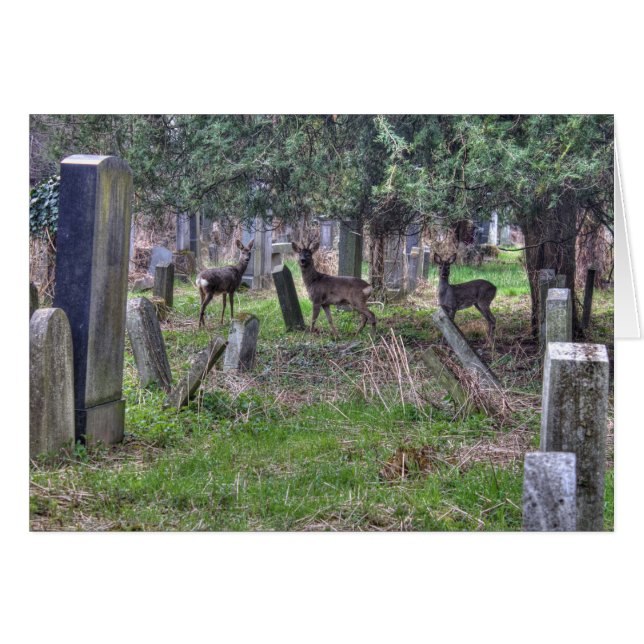 Hjort vid Zentralfriedhof Hälsningskort (Framsidan Horizontal)