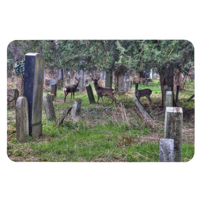 Hjort vid Zentralfriedhof Magnet (Horisontell)