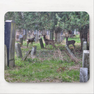 Hjort vid Zentralfriedhof Musmatta