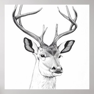 Hjort Vild Illustration Art Teckning Poster