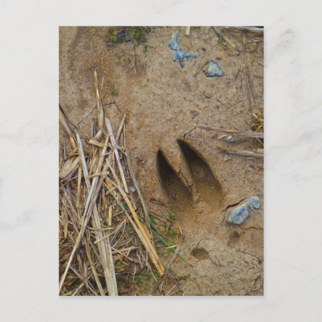 hjort vykort (Framsida)