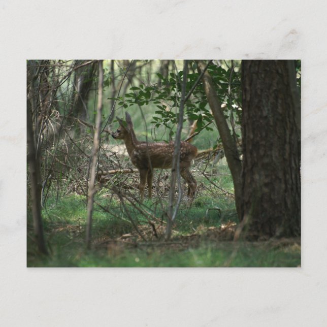 Hjort Vykort (Framsida)