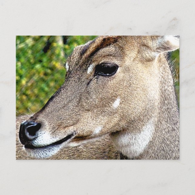 HJORT VYKORT (Framsida)
