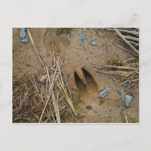 hjort vykort (Framsida)