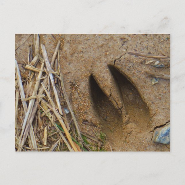 hjort vykort (Framsida)