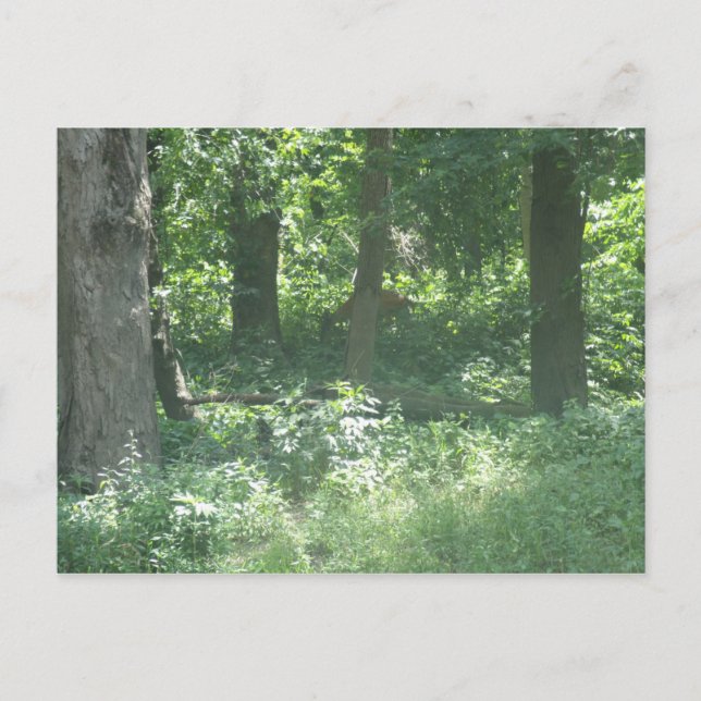 Hjort Vykort (Framsida)